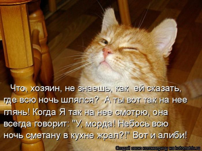 Лучшие котоматрицы недели