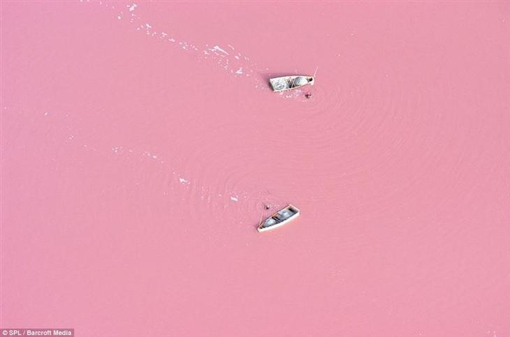 Это река Ретба в Сенегале, вода в которой действительно розовая. Цвет реки обусловлен большой концентрацией в воде соли (до 40%), из-за которой вода изобилует любящей соль бактерией Dunaliella salina. На озере, в которое впадает река, организована соледобыча.
