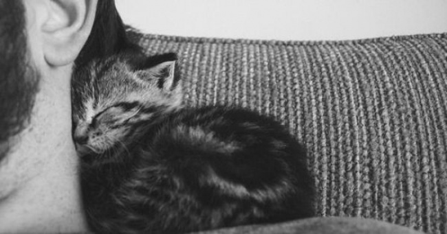 Мы в восторге от котов, потому что… Мы в восторге от котов, потому что…