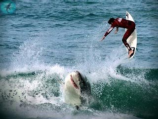 серфер и акула