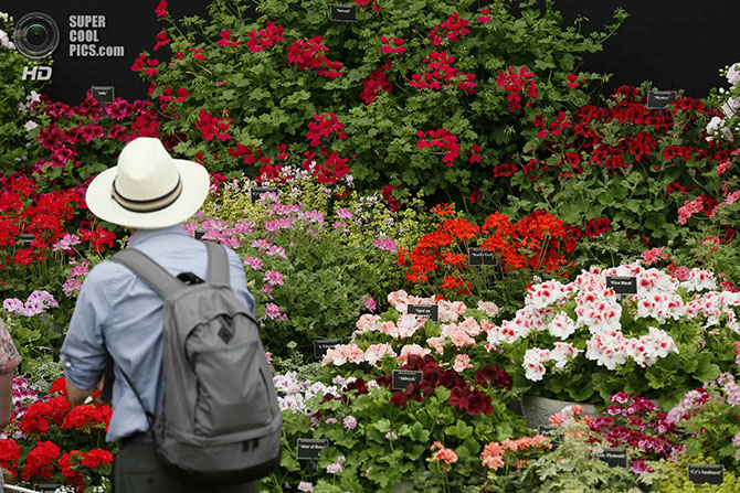 Выставка цветов и ландшафтного дизайна Chelsea Flower Show 2014