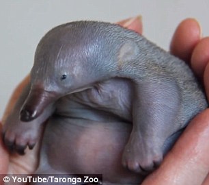 In the video the vet can be seen giving the puggle a lot of tender love and care