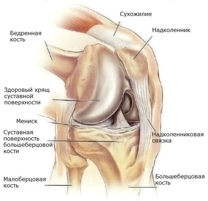 Stroenie meniska kolennogo sustava