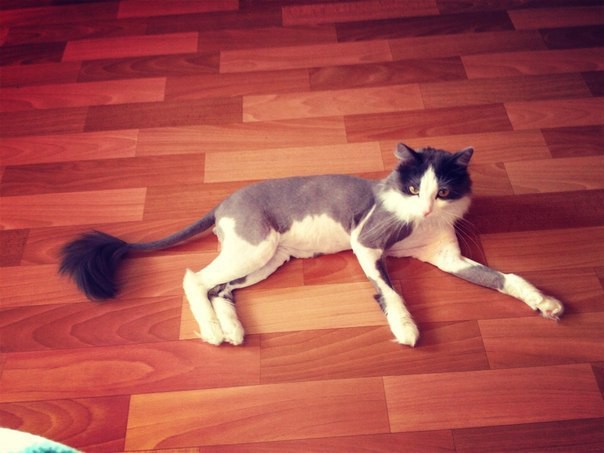 Котейки