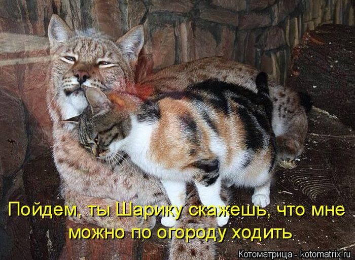 Лучшие котоматрицы недели