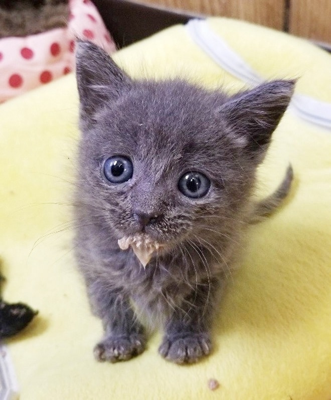 Котенок запачкался молоком Котенок в молоке
