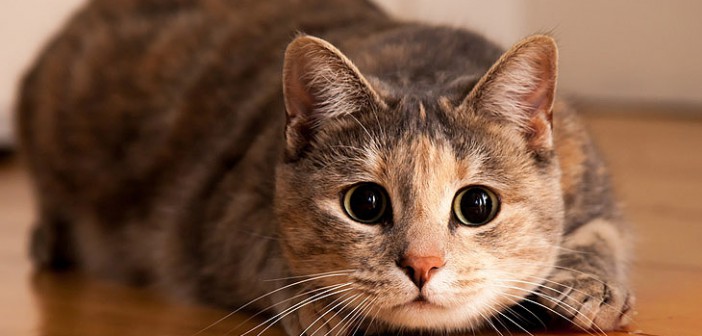 Власти Австралии собираются истребить два миллиона кошек