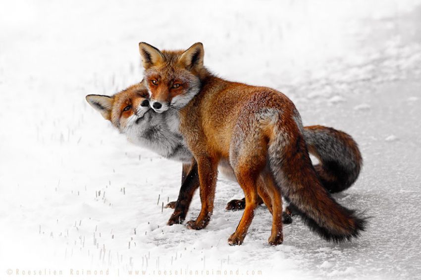 Лисы в дикой природе. Фотографии Roeselien Raimond фото, лисы, природа