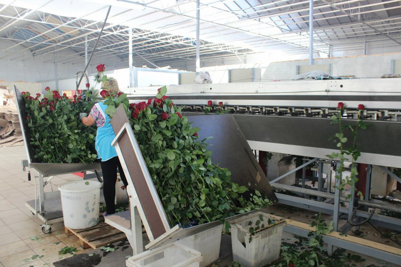 Как выращивают розы в России Как выращивают розы в России производство, розы