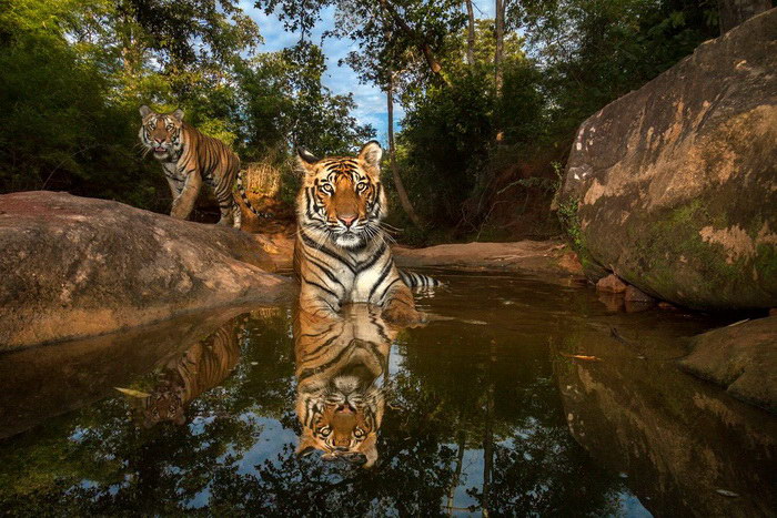 Большие кошки в фотографиях Steve Winter