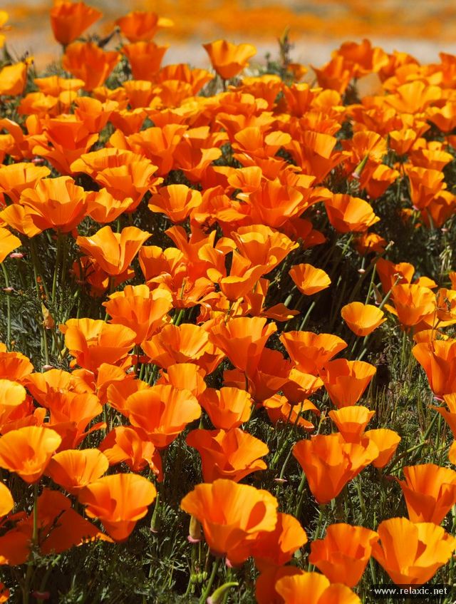 Eschscholzia californica эшшольция Калифорнийская