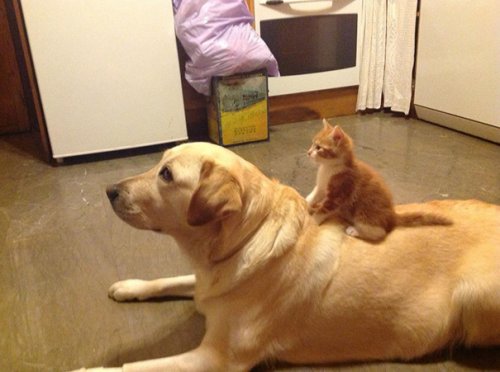 Очаровательные примеры дружбы кошек и собак. Часть 2 (29 фото)