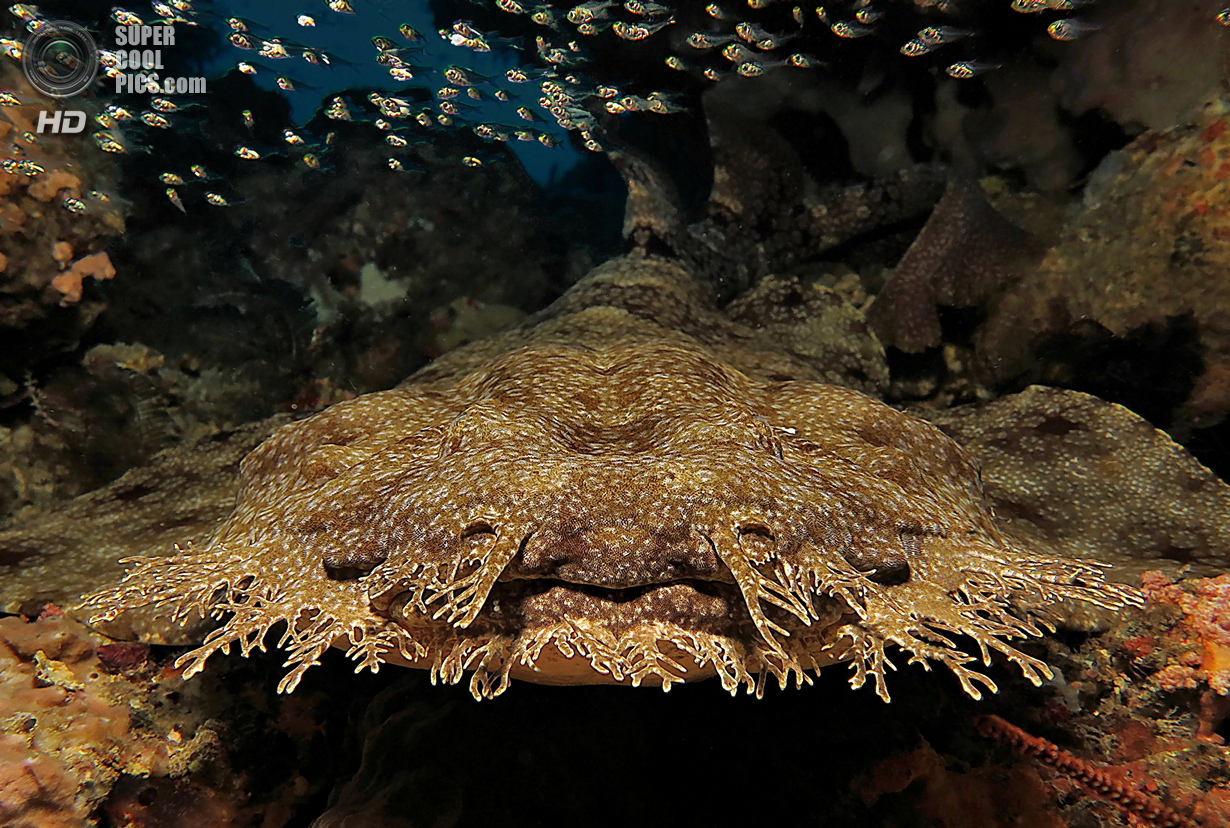 : Sharks. 2 . (Andre Philip/UnderwaterPhotography.com)