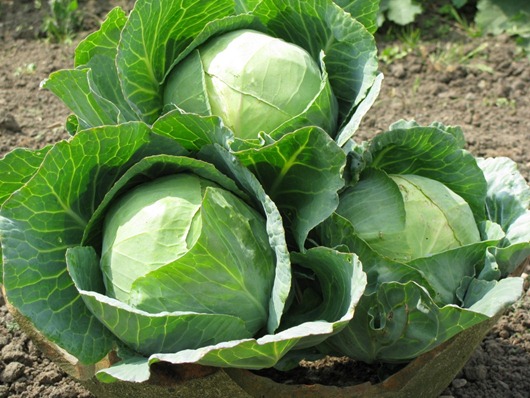 spring-cabbages spring-cabbages
