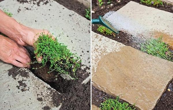 Выкопайте небольшие лунки, посадите деленки тимьяна и немного вдавите их в почву. В завершение обильно полейте.