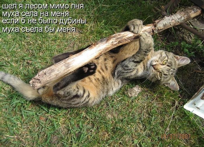 Котоматрица (81 фото)