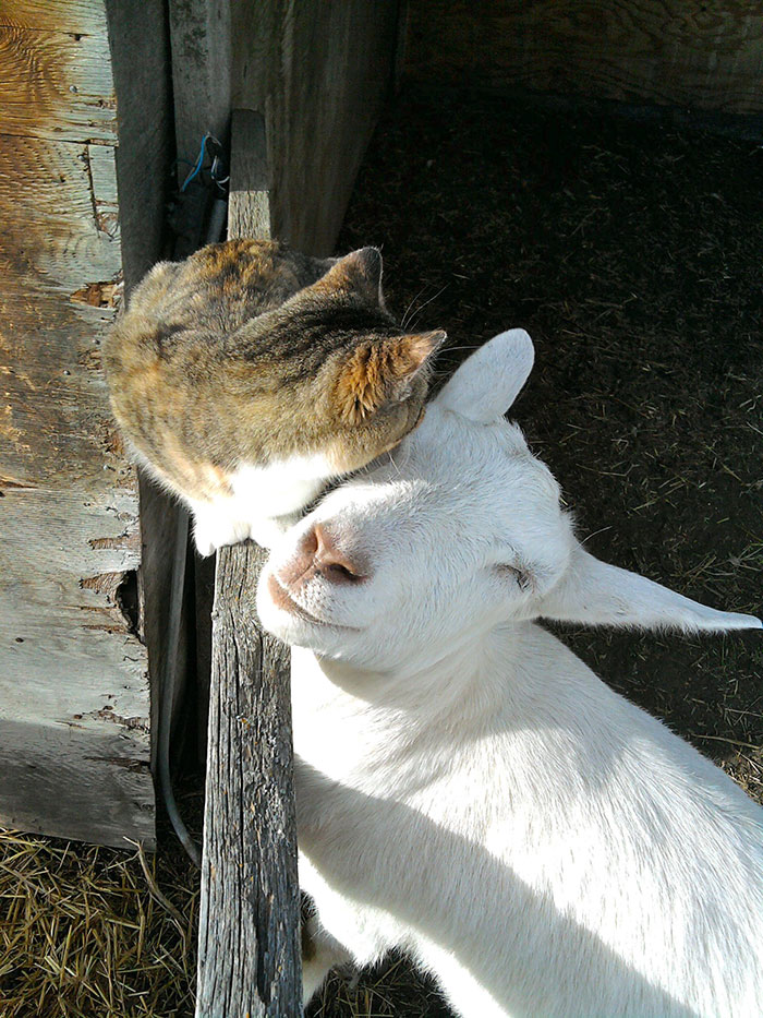 unusual-animal-friendship-cat-goat__700