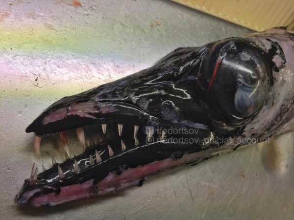 Чудища морских глубин Чудища морских глубин