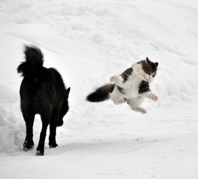 Кошки - самые лучшие друзья собак кошки, собаки