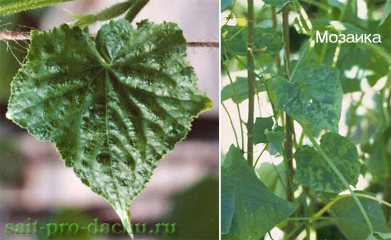 bolesni-ogurcov2-7 (560x344, 53Kb)