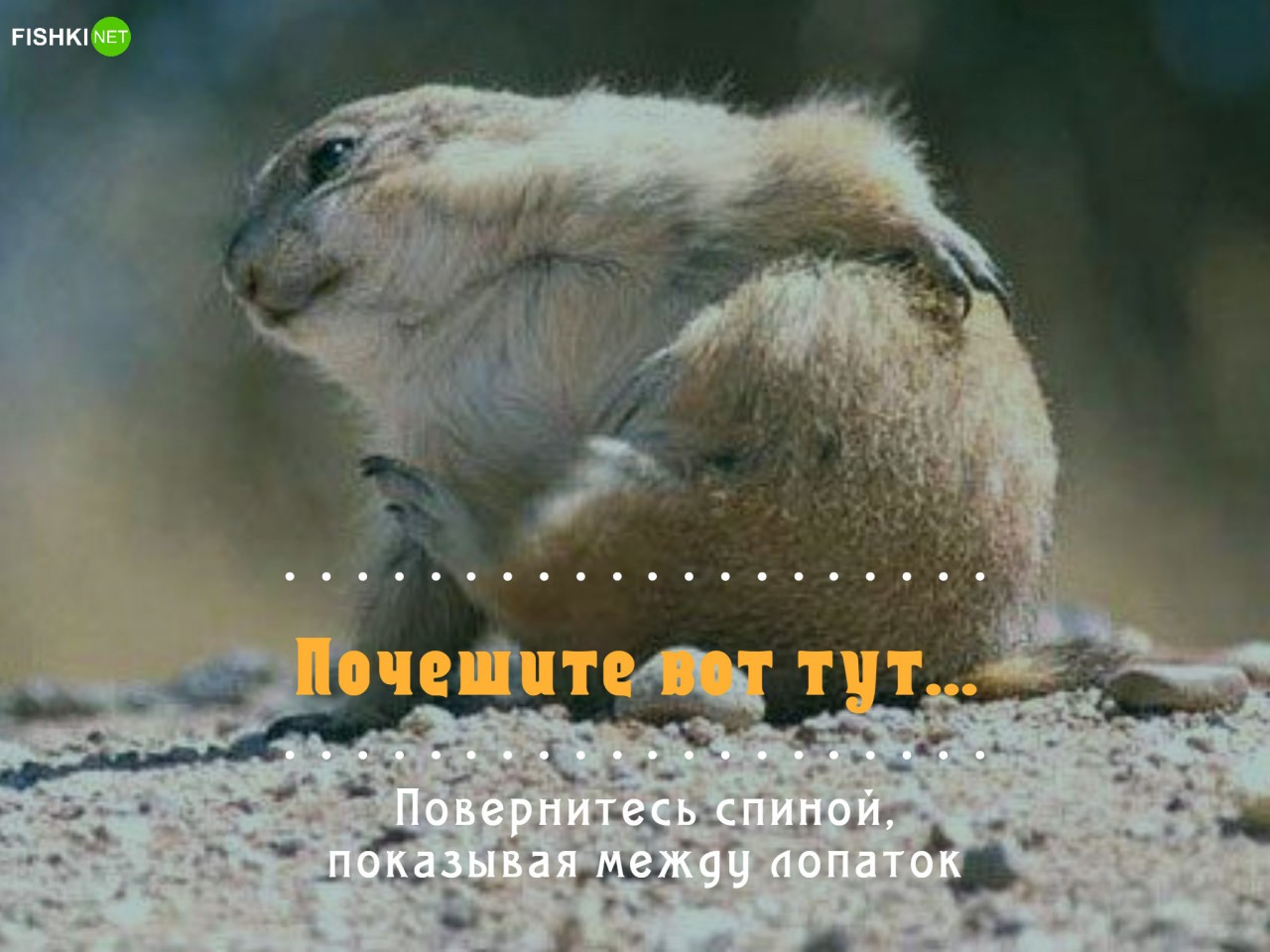  Как продавцы морочат нам голову, и что им на это ответить ответы, продавец-консультант, продавцы, раздражающие фразы, юмор