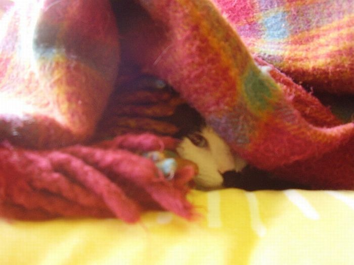 Кошки в засаде