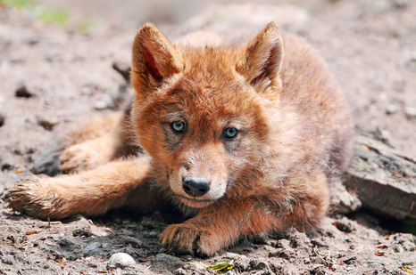 Один из вымирающих видов животных красный волк