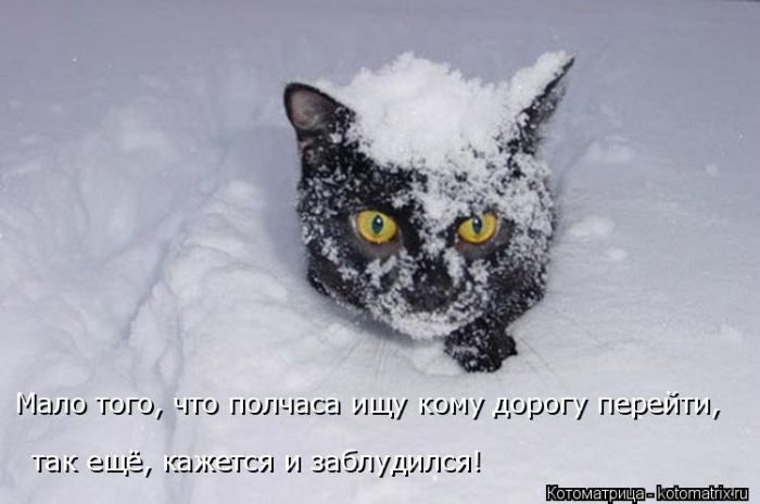 Лучшие котоматрицы недели