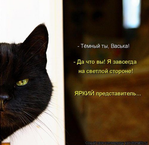 Коллекция лучших котоматриц недели