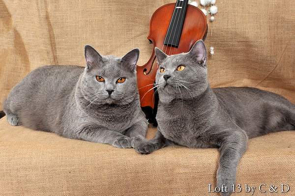 Шартрез (Chartreux) Шартрез — Картезианская кошка с золотыми глазами