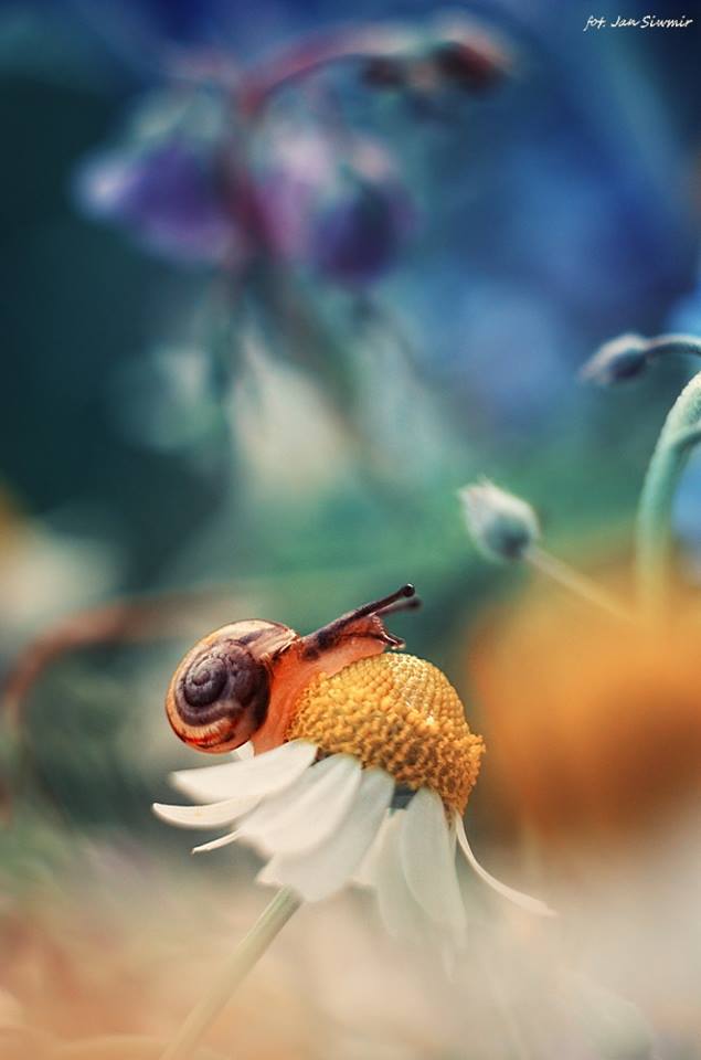 ФОТОВЫСТАВКА. Природа в фотографиях Jan Siwmir ФОТОВЫСТАВКА. Природа в фотографиях Jan Siwmir