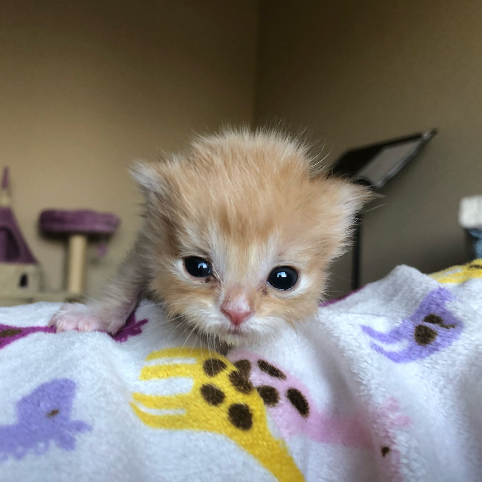 Без кота и жизнь не та