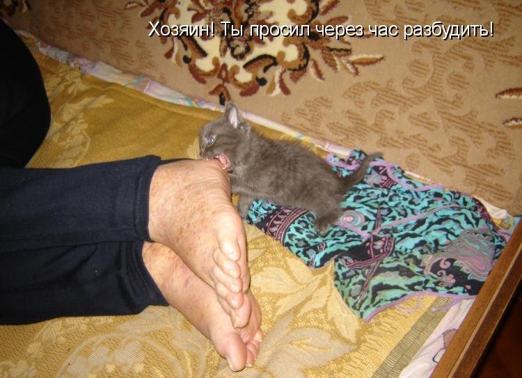 Котоматрица (81 фото)