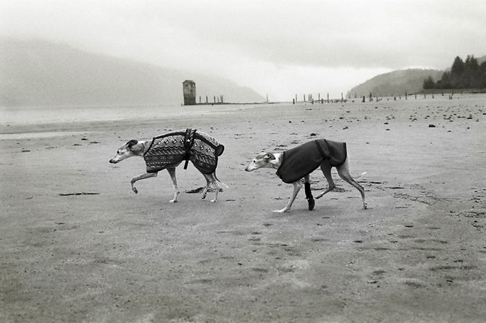 Meg ,16 Years Old, Java, 14.5 Years Old, Juneau, Alaska