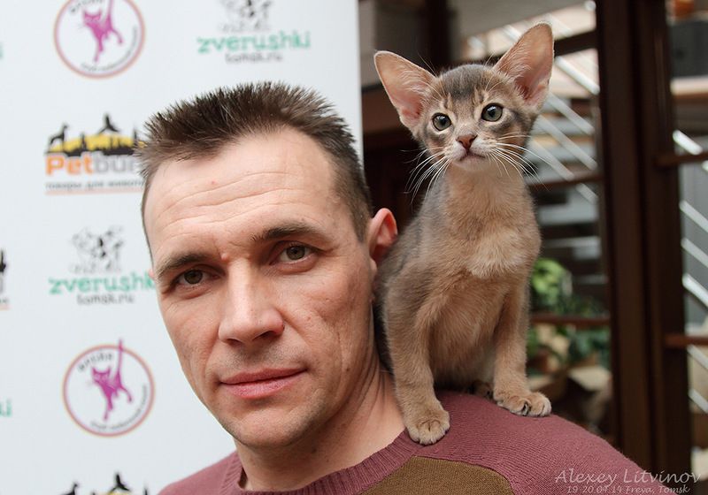 Выставка кошек в Томске кошки, животные, выставка