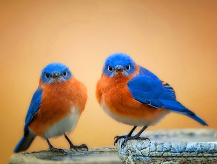 Животные двойники птицы