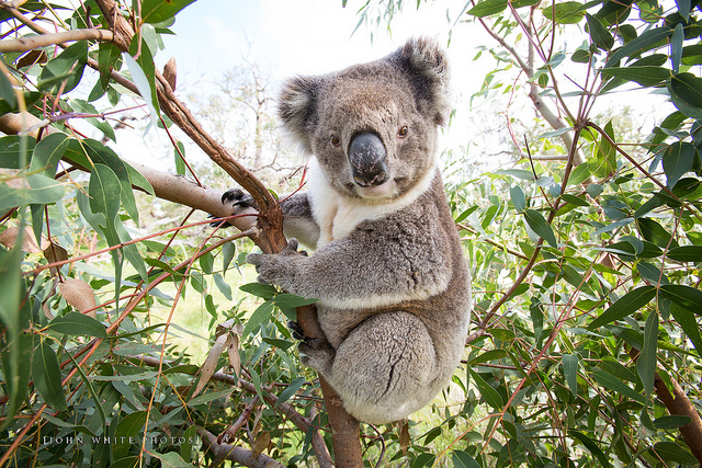 Koala