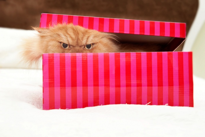 «Гарфи обожает играть в прятки, и всегда находит меня, даже если я прячусь в укромное место. А еще он любит носиться по дому и пугать этим своих сородичей»