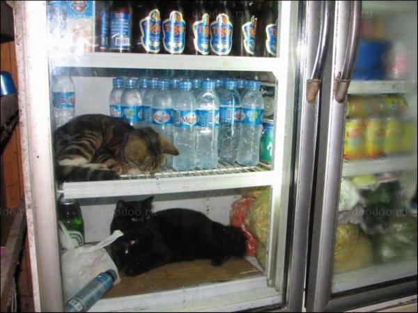 ��� � ������������