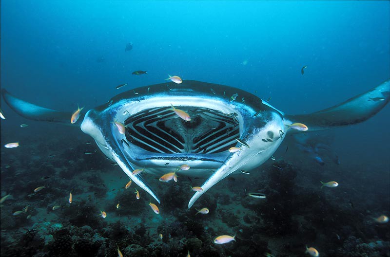 5. Морской дьявол (Manta ray) 5. Морской дьявол (Manta ray) животные, факты