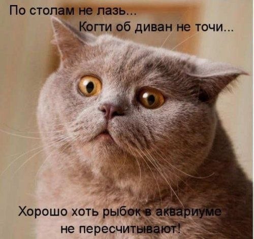 О чем думают коты? Знают только они... демотиваторы, животные, коты, прикол, юмор