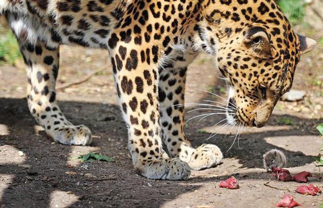 19. Мышь украла еду прямо из-под носа леопарда животные, природа