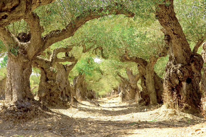     : Lars van de Goor