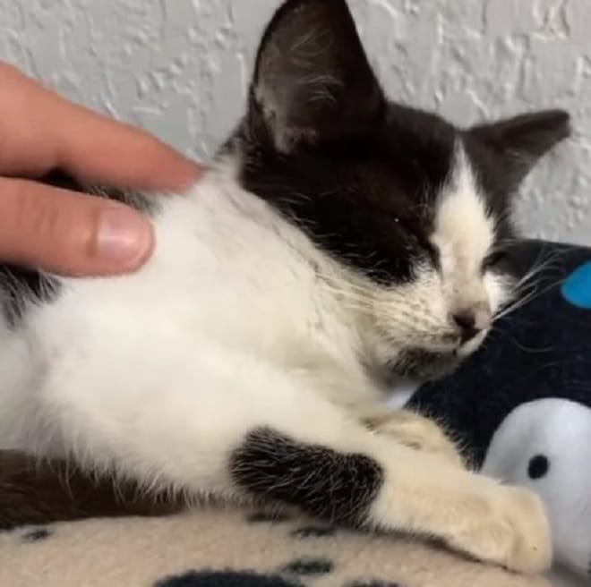 Спящий котенок Котенок спит