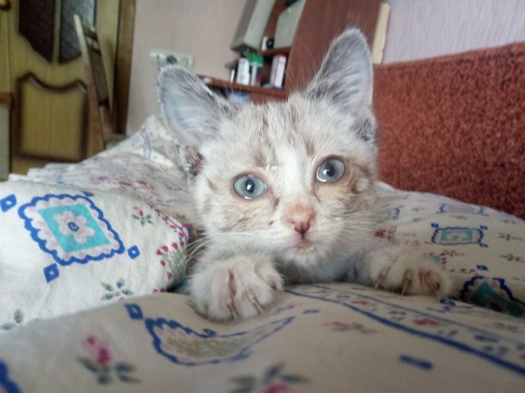 Сердце не смогло оставить на улице эту кроху...