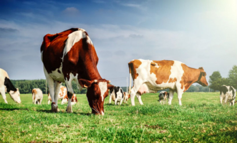 Ученые: отказ от говядины, молока и сыра поможет сохранить климат