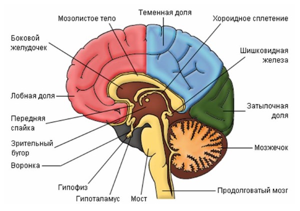 Какие гормоны действуют на женский организм Какие гормоны действуют на женский организм