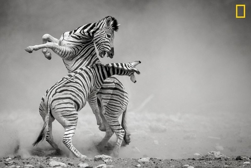 Фотоконкурс National Geographic "Фотограф года": лучшие в мире снимки живой природы National Geographic Nature, животные, звери, красота, птицы, творчество, фотографии, фотоконкурс