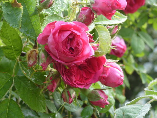 Романтическая роза сорт Каховка