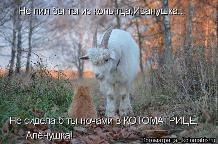 Лучшие котоматрицы недели (50 фото)